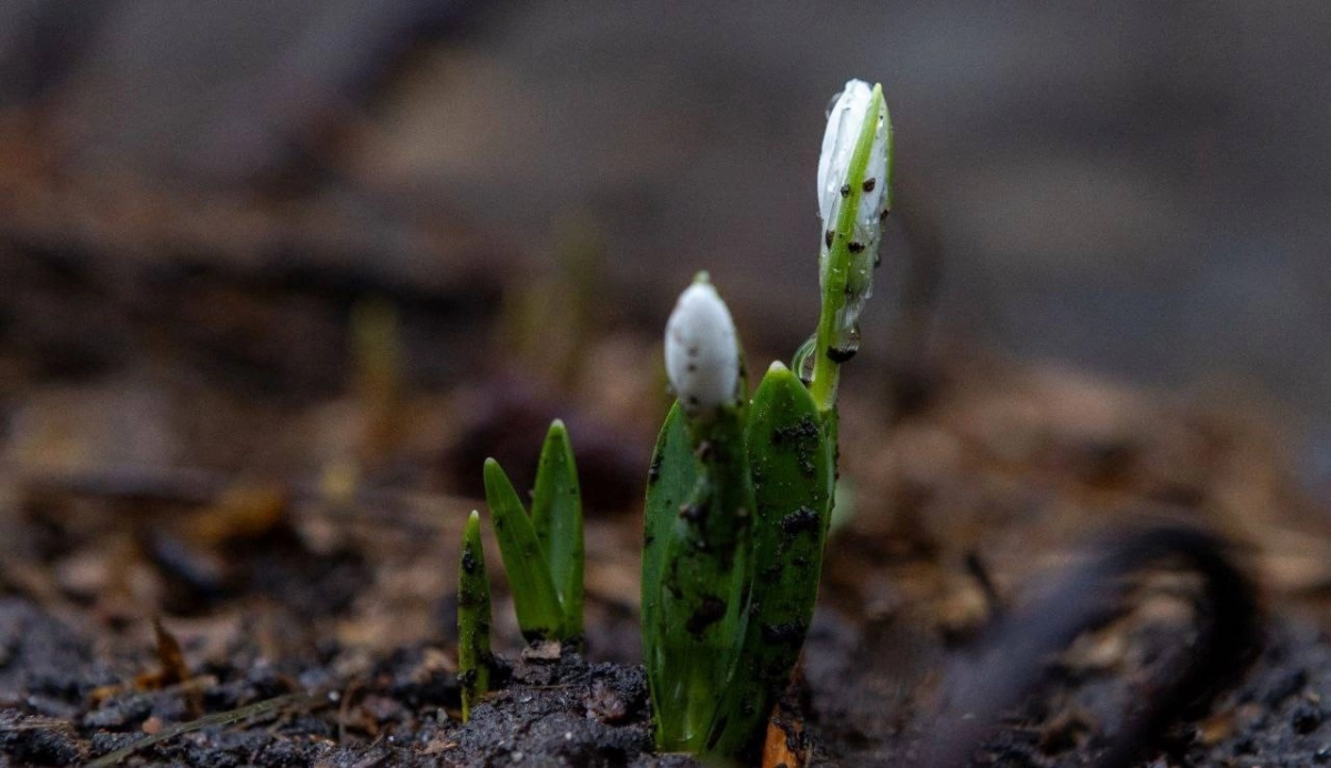 В Петербурге в январе распустились подснежники - tvspb.ru