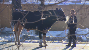 Инновационные методы по реализации генетического и репродуктивного потенциала российского животноводства