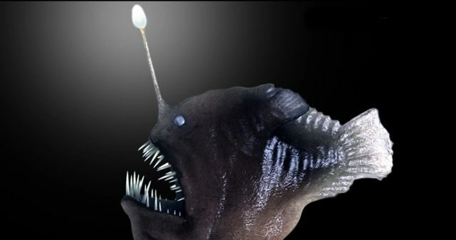 Ученые зафиксировали редкий случай появления удильщика у берегов Тенерифе - tvspb.ru