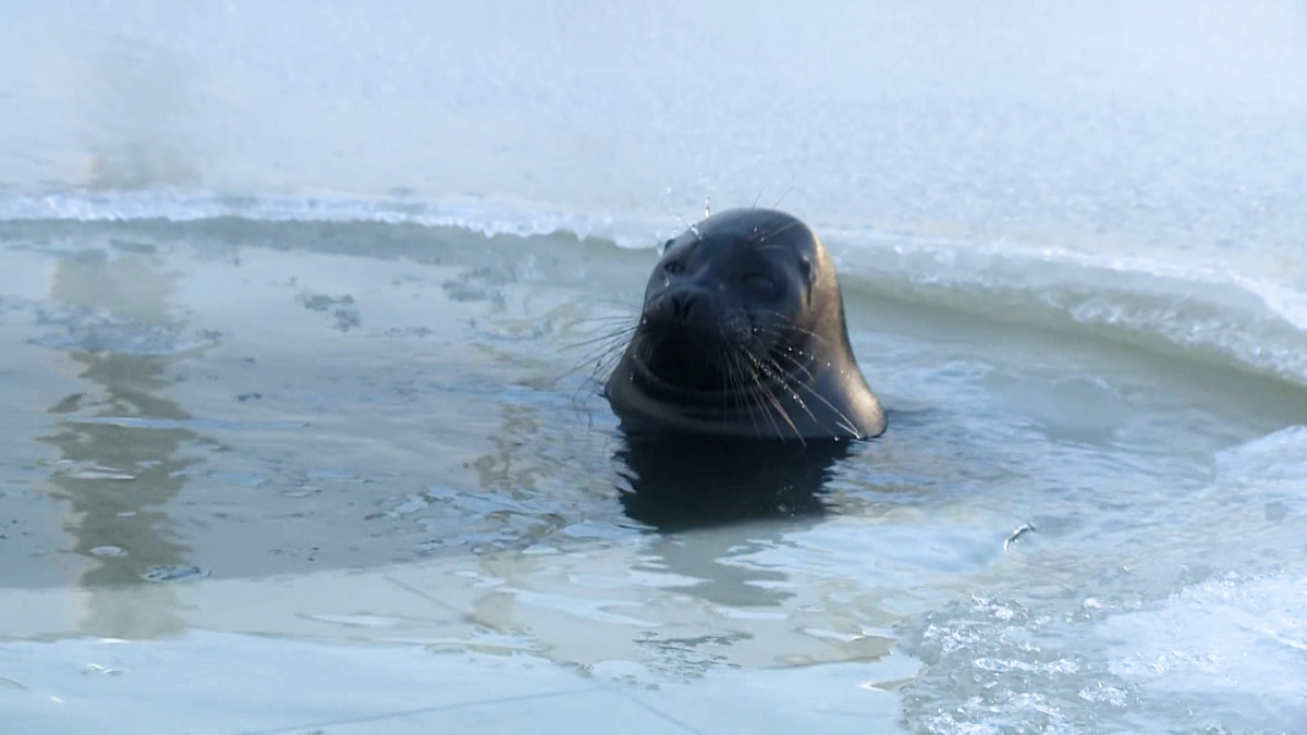 На берегах Ладоги могут появиться ластоногие: специалисты объяснили, что делать при встрече - tvspb.ru