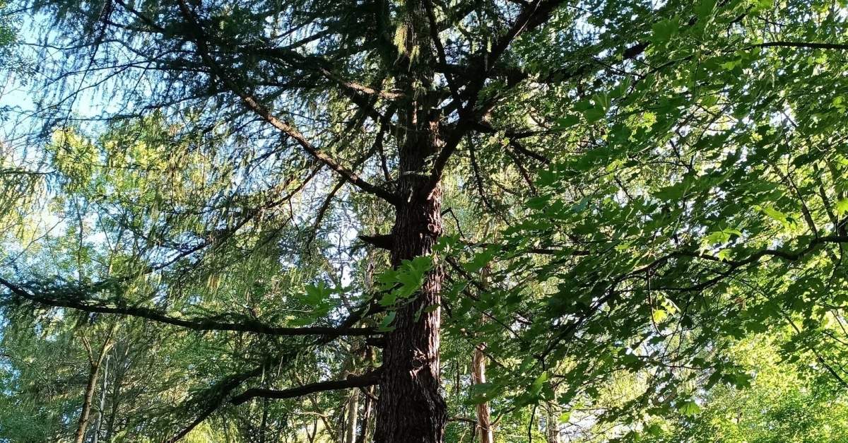 Лиственница в Удельном парке Петербурга признана памятником живой природы - tvspb.ru