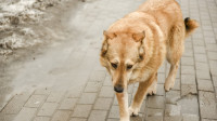 В Петербурге не поддержали федеральный законопроект об эвтаназии бездомных животных
