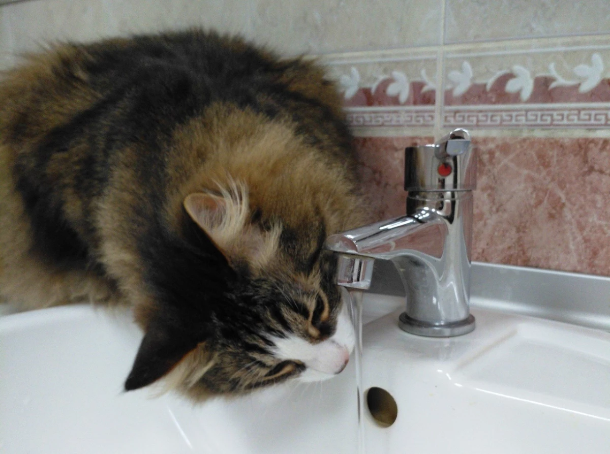 В Филармонии джазовой музыки умер кот-талисман Митя - tvspb.ru