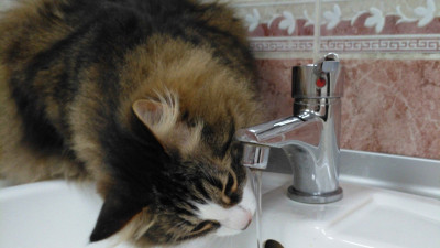 В Филармонии джазовой музыки умер кот-талисман Митя