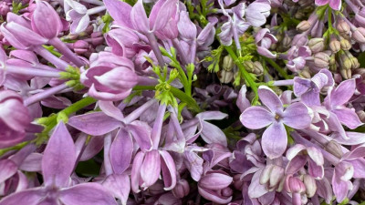 Сирень, тюльпаны и первоцветы: в Ботаническом саду стартовал фестиваль «Оттепель чувств»