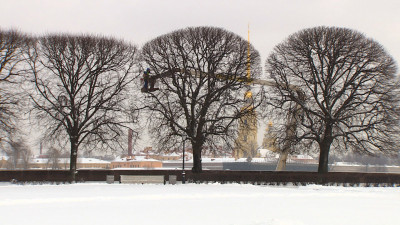 На стрелке Васильевского острова подстригли липы и дуб