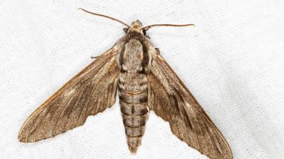 Моль помогла дочери грузинского миллиардера отсудить 30,5 млн фунтов