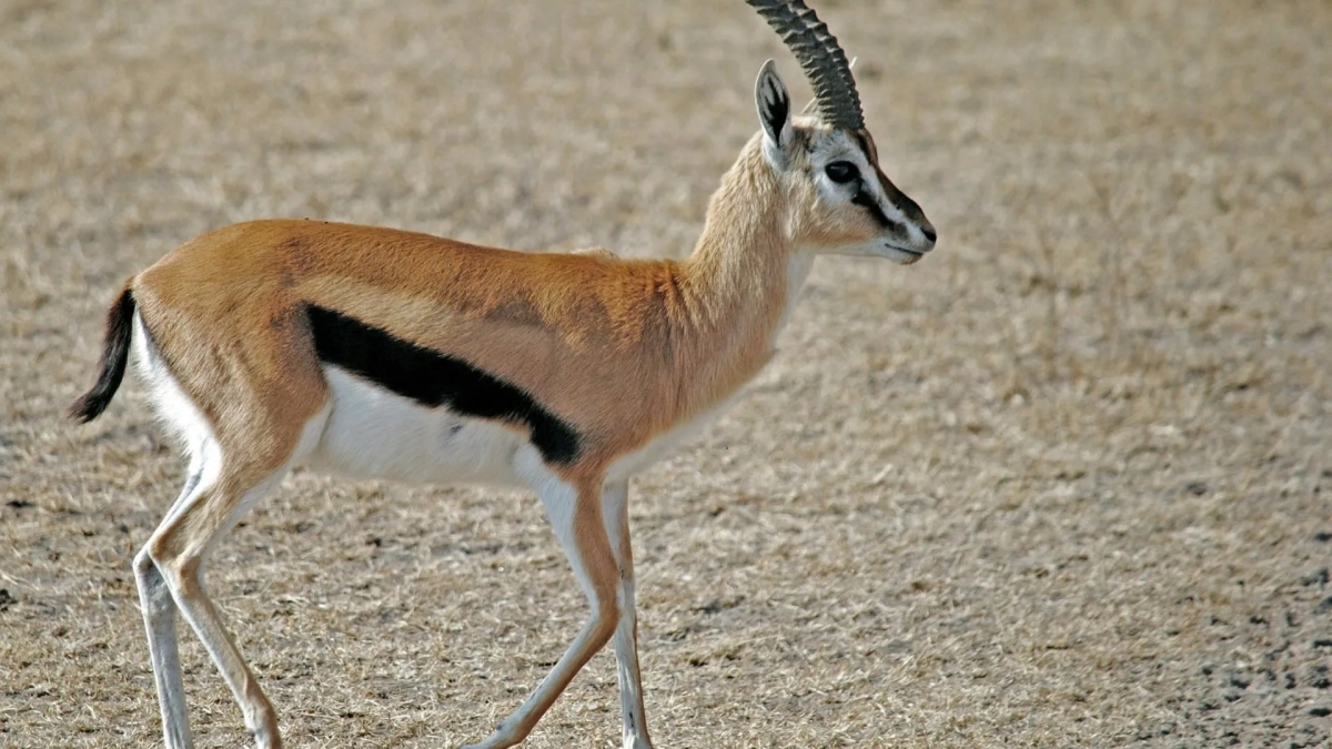 Поезда в Забайкалье снизят скорость в районах миграционных троп дзеренов - tvspb.ru