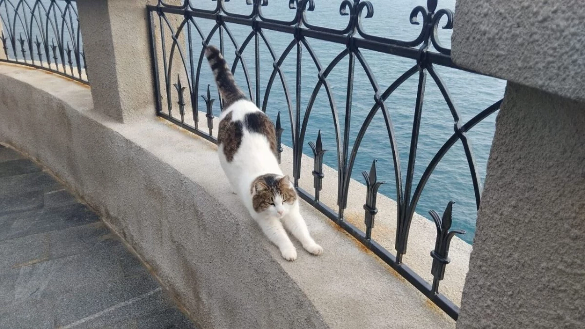 Кошка Муся, которую петербуржец сбросил с обрыва в Ялте, выжила: её спасают альпинисты - tvspb.ru