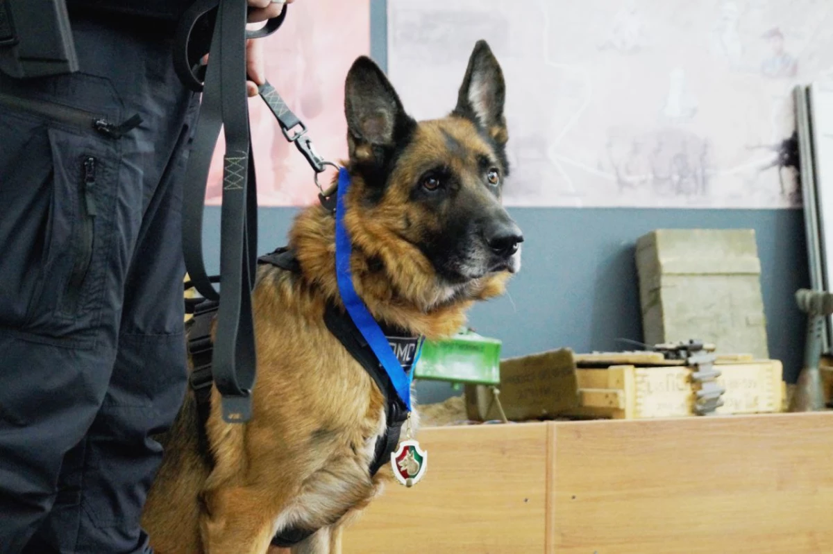 Немецкую овчарку по кличке Цезарь торжественно проводили на пенсию росгвардейцы Петербурга - tvspb.ru