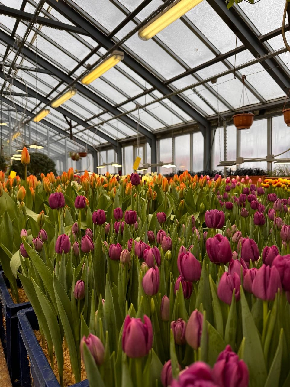 «Оттепель чувств»: в ботаническом саду стартует первый фестиваль года - tvspb.ru