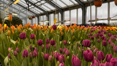 «Оттепель чувств»: в ботаническом саду стартует первый фестиваль года