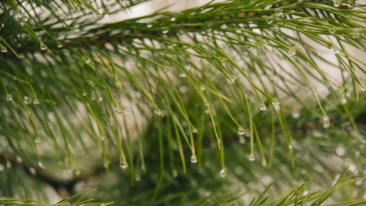 Живая или искусственная: эколог рассказал, как выбрать новогоднюю елку - tvspb.ru