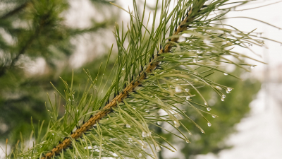 Петербуржцам напомнили об уголовной ответственности за незаконную рубку елей 