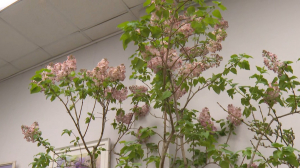 «Сиреневая терапия» в Ботаническом саду