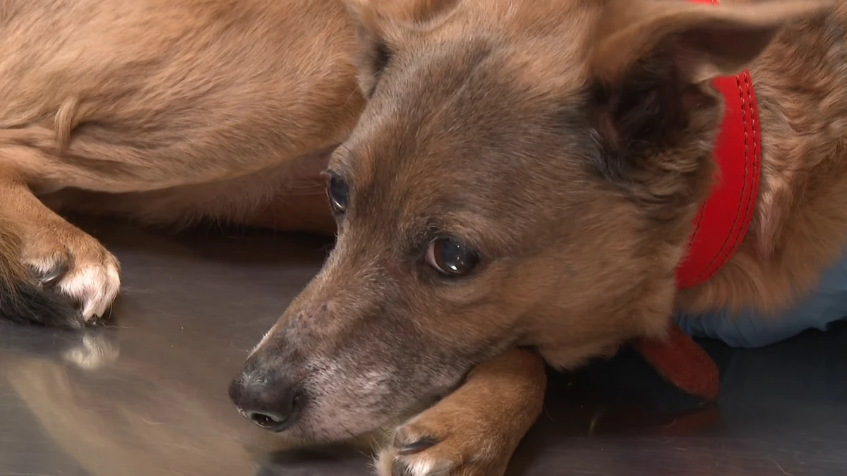 На севере Петербурга женщина завела в квартире 40 собак и исчезла - tvspb.ru