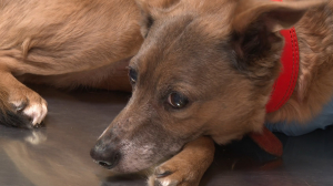 Вакцинация собак: с начала года — только отечественные препараты и пора подумать о прививке от клещей