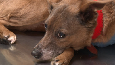 На севере Петербурга женщина завела в квартире 40 собак и исчезла