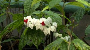 Где рождается весна: в оранжерее на Крестовском выращивают цветы для высадки на клумбы города