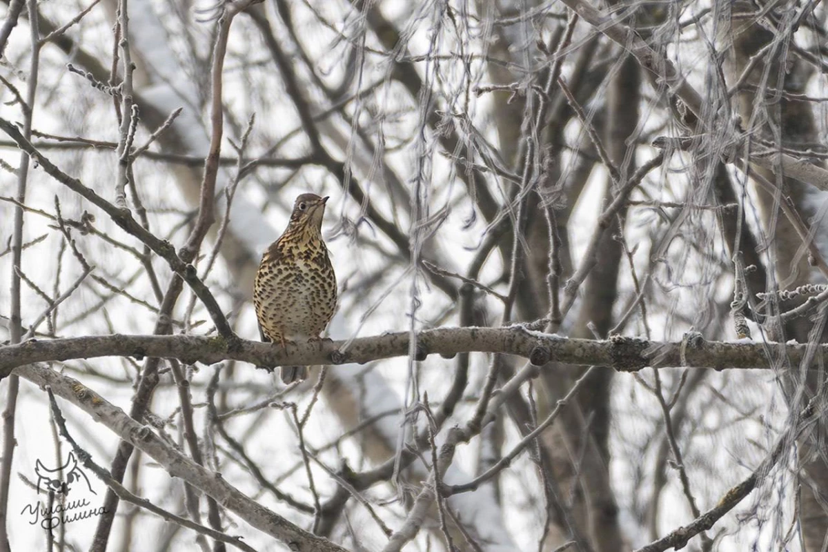 В Ржевском лесопарке заметили редчайшую птицу России – дрозда деряба - tvspb.ru