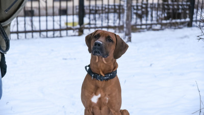 Друг семьи: с кем суд оставляет питомцев при разводе супругов и на что обратить внимание