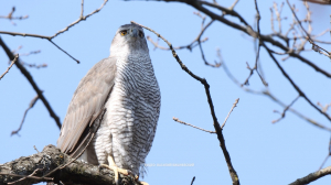 Лесные новости. Тетерева и их природные враги — ястребы-тетеревятники, а также проснувшиеся енотовидные собаки