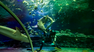 Мы — петербуржцы. Старшина водолазной станции и дрессировщик акул Сергей Панчук