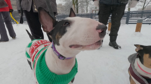 Сладкая булочка с челюстями давлением в сотню атмосфер: всё об английских бультерьерах