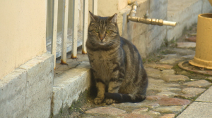 Там кот учёный ходит. Познакомимся с мурчащим сотрудником Музея Пушкина на Мойке