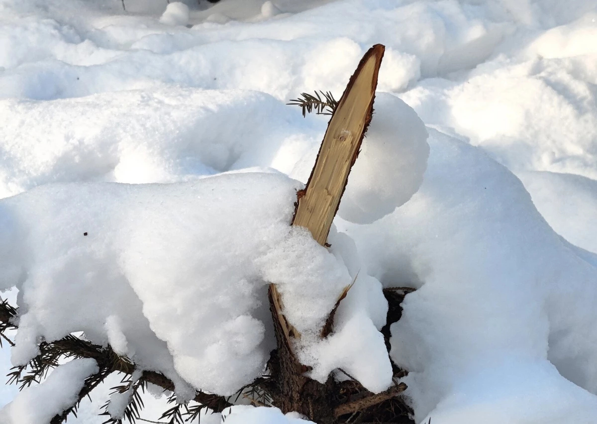 Вандалы второй раз за зиму сломали молодые ели в Удельном парке - tvspb.ru