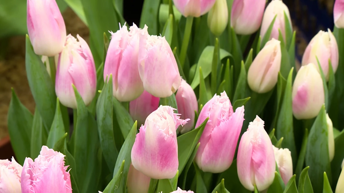 Петербуржцам рассказали, как выбрать цветы на День учителя - tvspb.ru