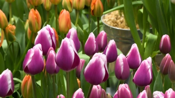 Тюльпаны к 8 Марта могут подорожать до 20%: как сэкономить на букете