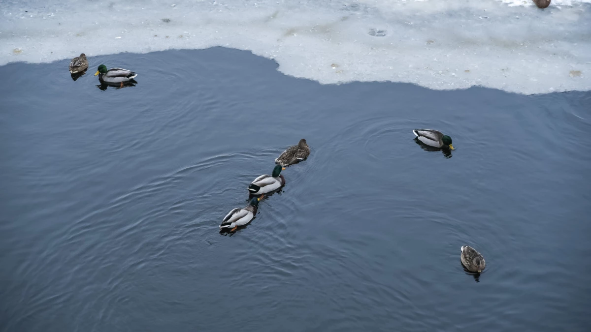 Петербуржцев пригласили поучаствовать в акции «Серая шейка» и посчитать уток - tvspb.ru