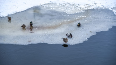 «Их убивает не мороз, а голод»: орнитолог Мишин ответил, какие птицы самые уязвимые зимой и чем им помочь