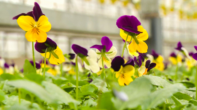 Петербургские садоводы готовятся к сезону посадки цветов