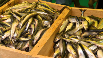 Александр Беглов: С 1 апреля под сезонную торговлю свежей корюшкой в Петербурге откроют 70 точек продаж – на четверть больше, чем годом ранее