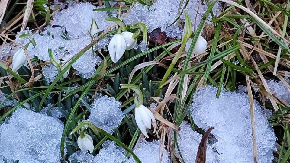 В Ленобласти появились первые подснежники - tvspb.ru