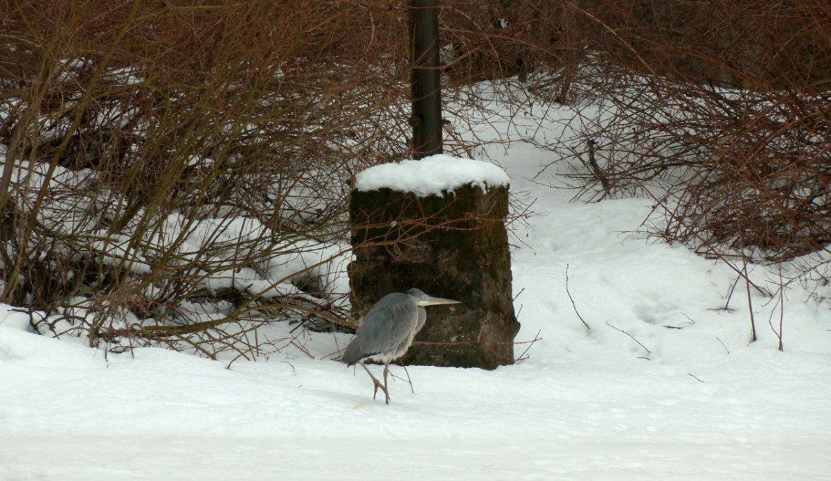 Серая цапля успешно перезимовала в Сестрорецке - tvspb.ru