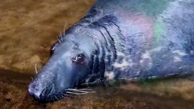 В петербургском океанариуме прощаются с любимым тюленем Гошей