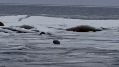 Толстенький, весёлый, не прочь поиграть: Как выглядит счастливый детёныш балтийской нерпы