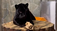 Чёрный ягуар Ричард вышел на охоту за новым ароматом
