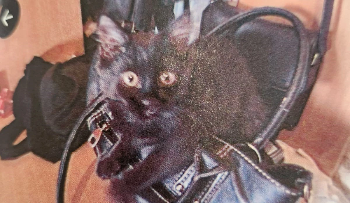 В Петербурге суд разбирался в принадлежности кота Тимы - tvspb.ru