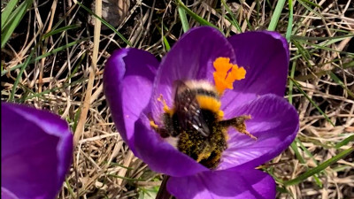 Из-за аномально теплой погоды в Петербурге проснулись шмели