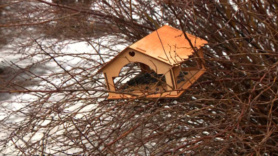 Кормушки для птиц повесили школьники Петербурга в Полюстровском парке