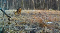В Ленобласти заметили европейскую косулю