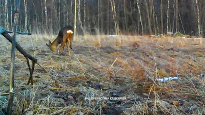 В Ленобласти заметили европейскую косулю