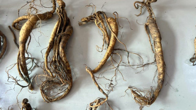 Краснокнижный женьшень пытались контрабандой вывести из России