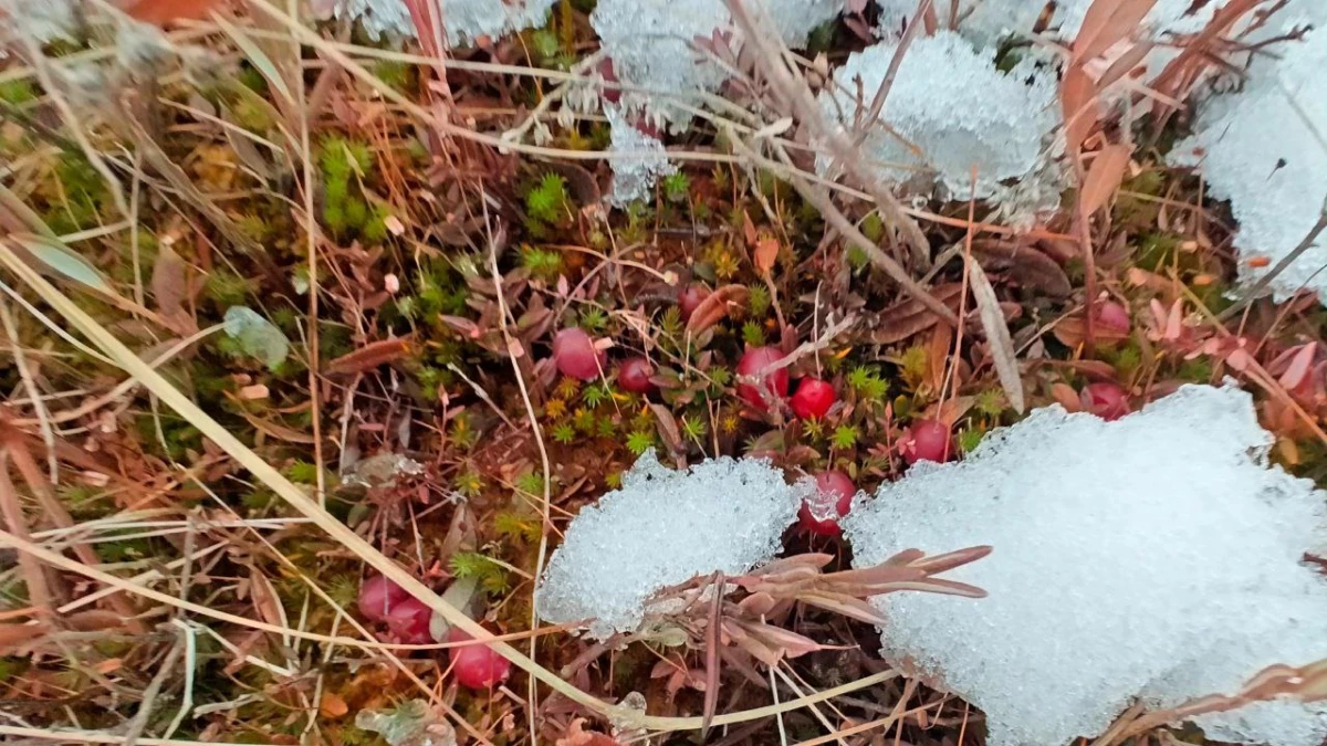 Готовьте корзины: на болотах Ленобласти начала оттаивать клюква - tvspb.ru