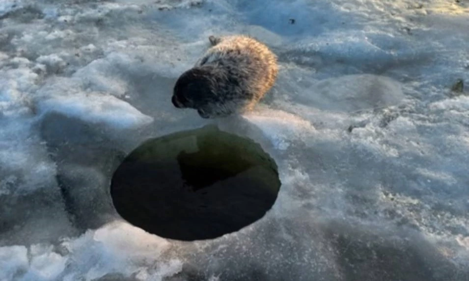 Фонд друзей балтийской нерпы рассказал, как дела у нерпенка, который живет на льду Финского залива - tvspb.ru