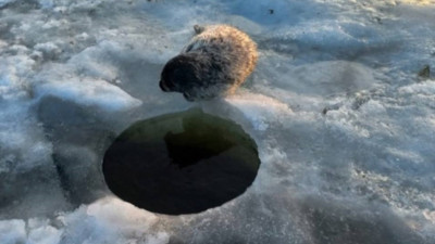 Фонд друзей балтийской нерпы рассказал, как дела у нерпенка, который живет на льду Финского залива